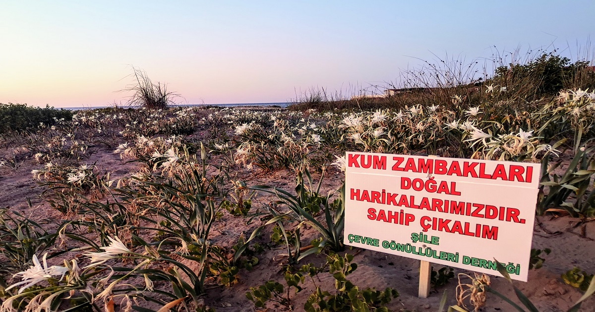 ŞİLENİN KUM ZAMBAKLARINA SADAKAT