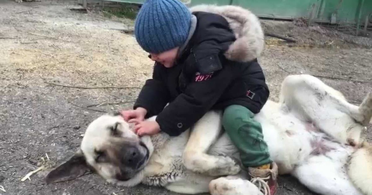 İTALYA GÖZÜNÜ SİVAS KANGAL'INA DİKTİ! TÜRK KANGAL'I İTALYAN KURDU'NA KARŞI!