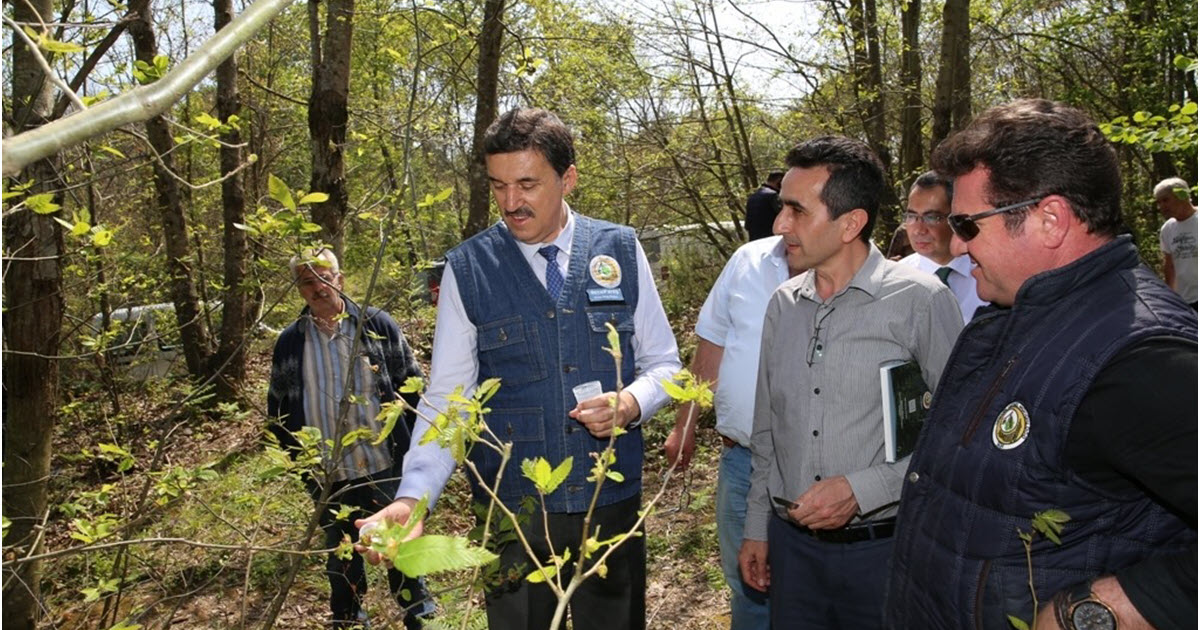 KESTANEDE ÜRETİMİ DÜŞÜREN 'GAL ARISI'NA KARŞI BİYOLOJİK MÜCADELE DEVAM EDİYOR