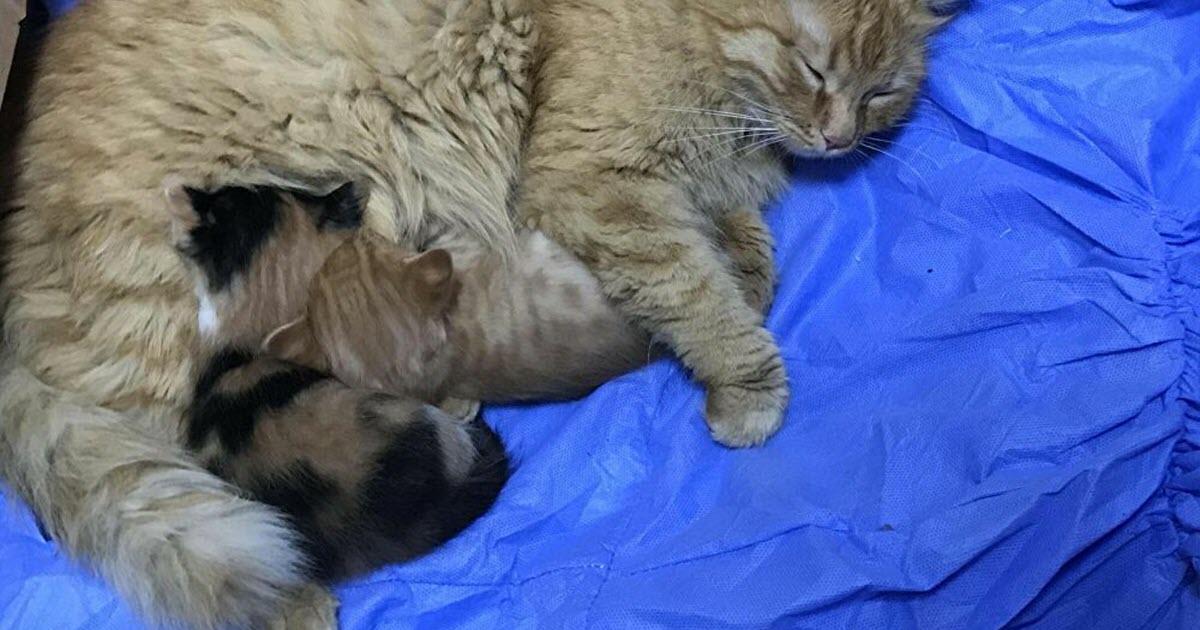 ANNE KEDİ YAVRULARINI DOKTORA GÖTÜRDÜ