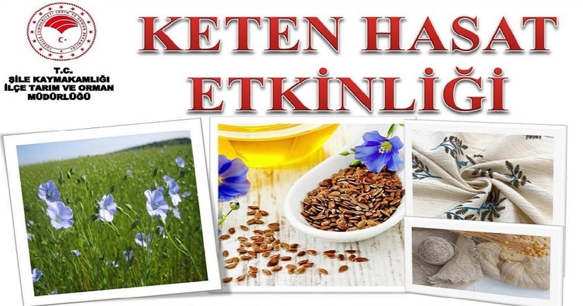  ŞİLE’DE KETEN HASAT ETKİNLİĞİ