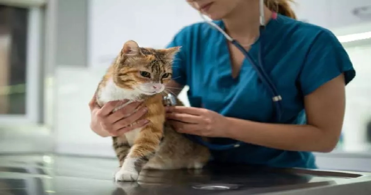 KEDİLERDE GÖRÜLEN FİP HASTALIĞI TÜRKİYE'DE YAYILIYOR!