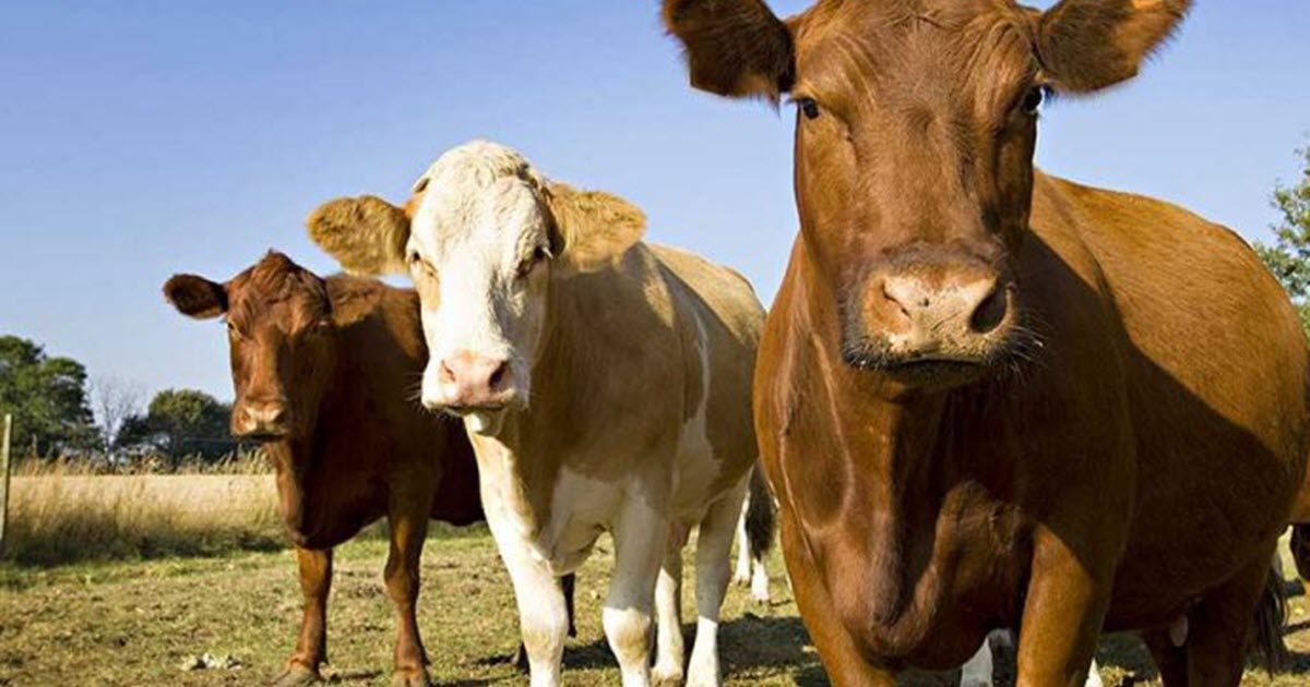 KURBAN SATIŞLARINDA EL SIKIŞMALI PAZARLIK YASAĞI