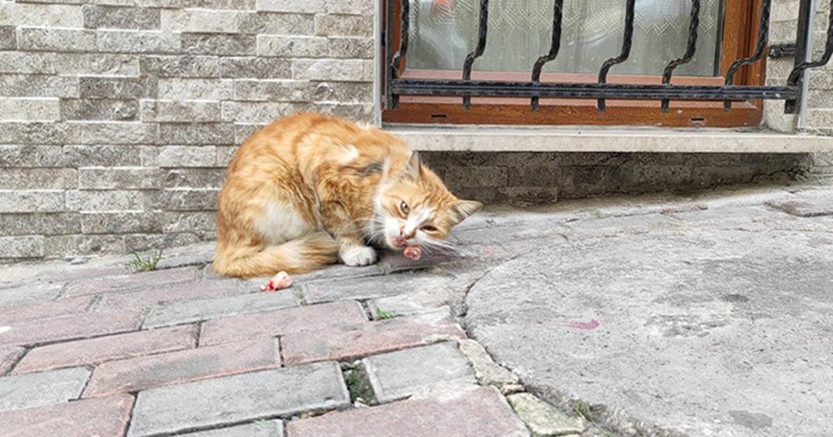 HAYVAN BARINAKLARI ARTIK ORMANA YAPILACAK