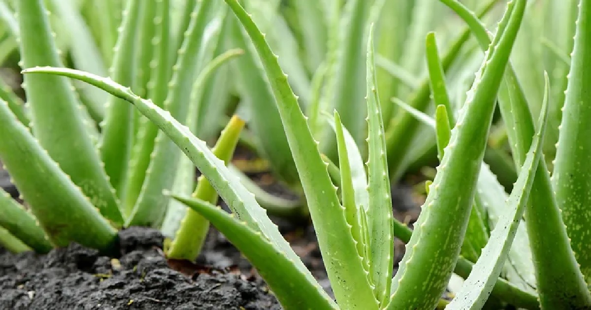 ALOE VERANIN KABUĞU EKİNLERİ BÖCEKTEN KORUYOR