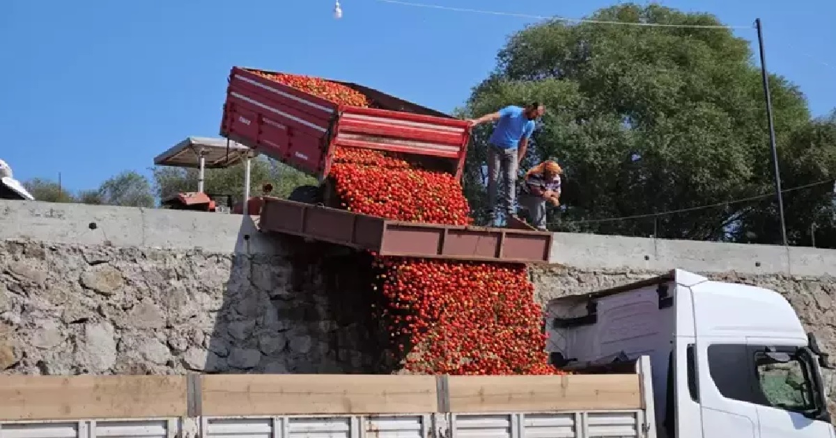 DOMATES ÜRETİCİSİ DÜŞÜK FİYATLARDAN DERTLİ