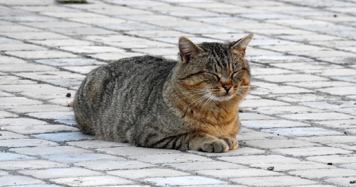 KORONAVİRÜSÜN KEDİLERDE GÖRÜLME ORANI YÜKSELDİ