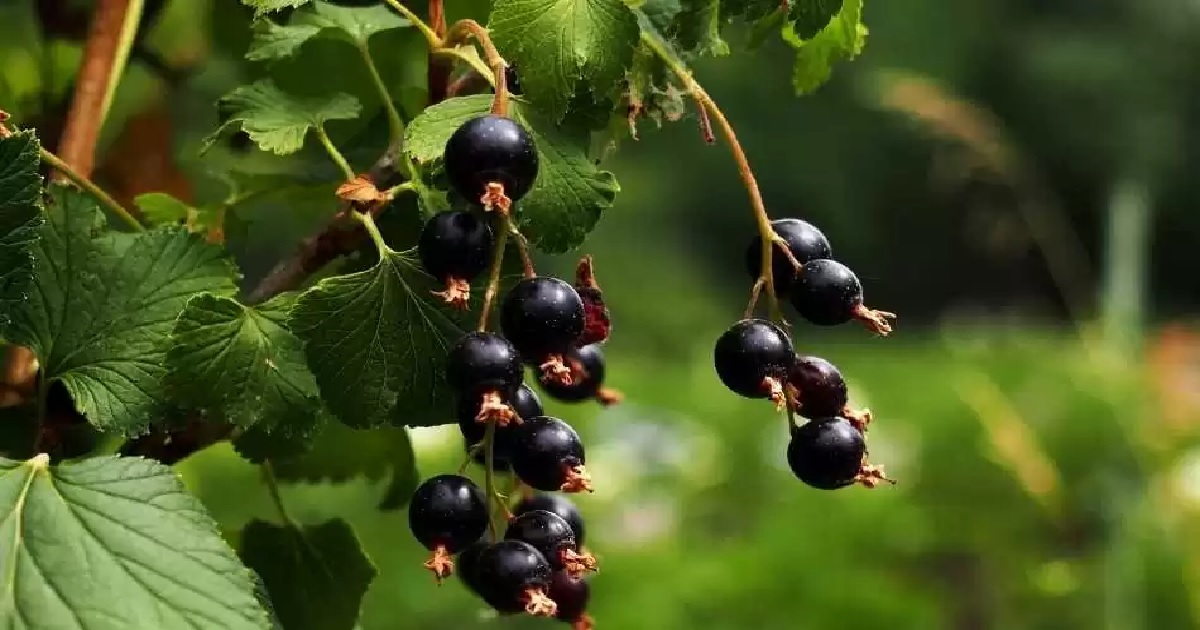 KUŞ ÜZÜMÜ FAYDALARI NELERDİR