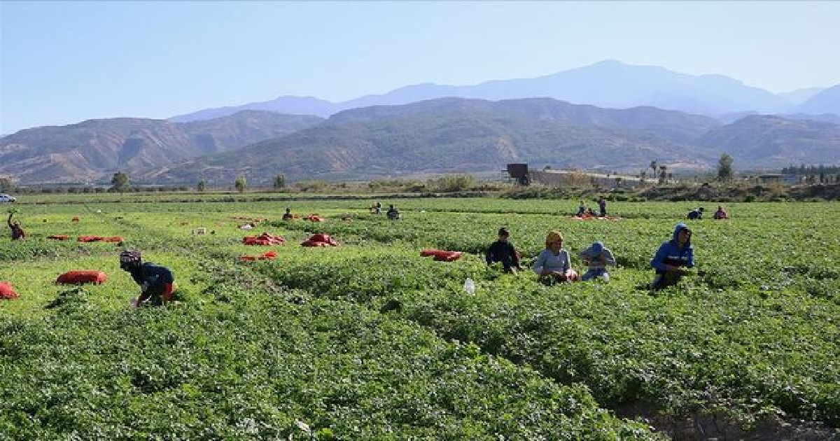  TARIMDA ÜRETİCİ ENFLASYONU YÜKSELDİ